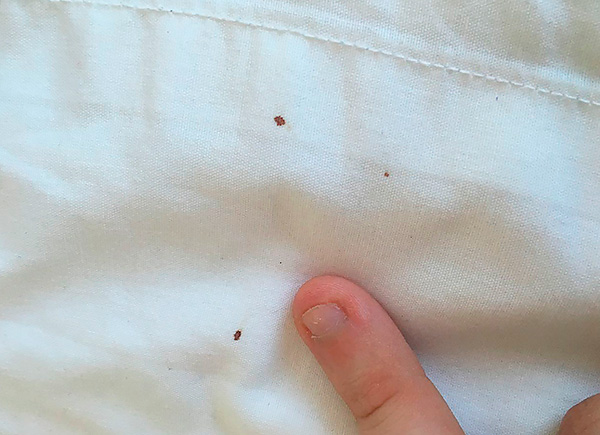 Il est également utile de procéder à des examens préventifs des draps - la présence de traces de sang dessus peut indiquer l'apparition de parasites dans la maison.