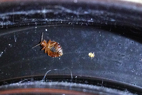 S'il y a des surfaces traitées avec un agent insecticide dans la maison, des punaises de lit mourront, même si elles pénètrent dans l'appartement, par exemple, par des voisins.