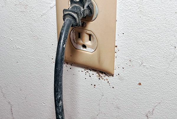 Les nids de punaises de lit peuvent aussi se trouver dans les prises électriques...