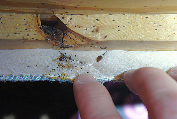 La photo montre un nid de punaises de lit dans un canapé.