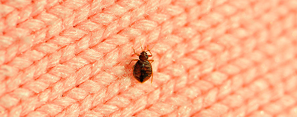 Les suceurs de sang peuvent migrer entre les pièces sur les vêtements.