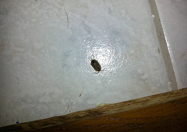 Pour une élimination vraiment fiable des poux de bois, il est nécessaire d'aborder la solution du problème de manière complexe.