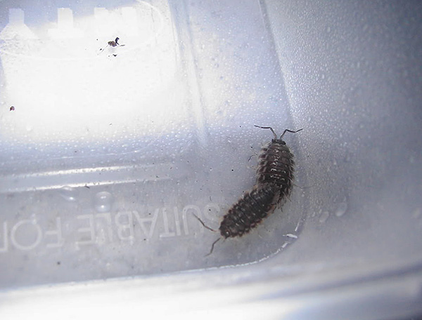 Les méthodes traditionnelles pour se débarrasser des poux de bois dans la maison se caractérisent malheureusement principalement par une faible efficacité.