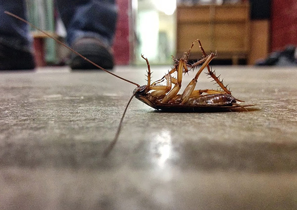 Chalk Masha remplit une sorte de fonction de barrière.