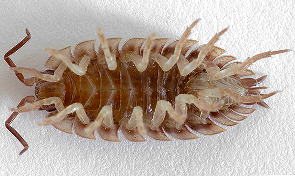 Comme il sied aux crustacés, les antennes sont assez bien développées...