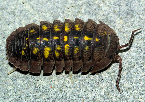 Certaines espèces de cloportes ont des couleurs inhabituelles (un exemple est Armadillidium granulatum).