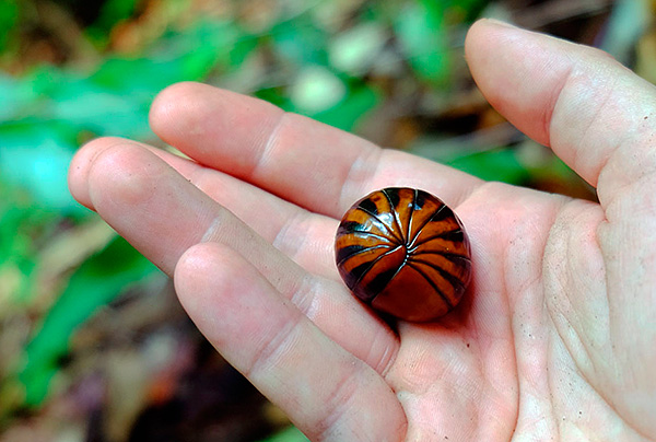Malgré le fait que les gloméris ressemblent assez fortement aux poux du bois, en réalité, ce sont des mille-pattes à deux paires.