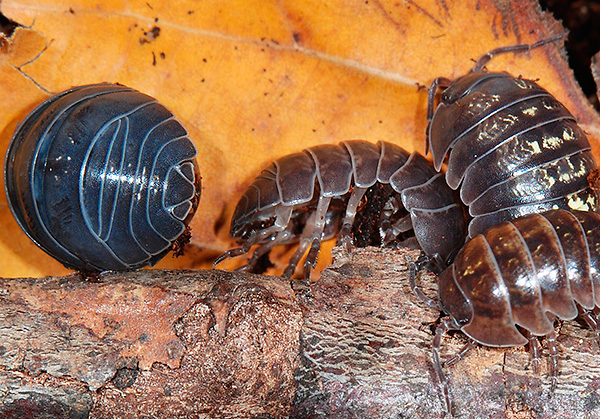 Certains tatous ont des taches jaunâtres sur leur corps.