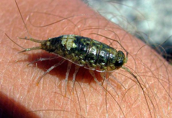 La photo montre le soi-disant cloportes de mer