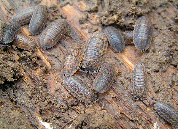 Souvent, une telle image peut être vue dans le jardin, retournant une planche posée sur le sol.