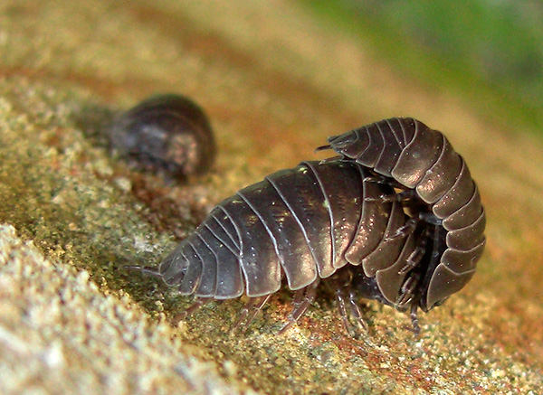 La reproduction des cloportes est assez intéressante...