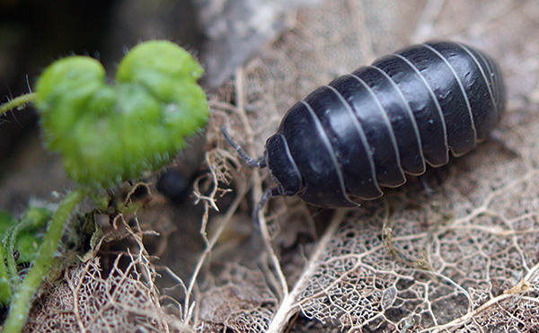 Il ressemble aux cloportes (Armadillidium vulgare)