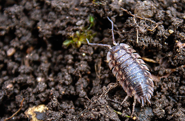 Dans la plupart des cas, les avantages des poux de bois pour une parcelle de jardin sont supérieurs aux inconvénients.
