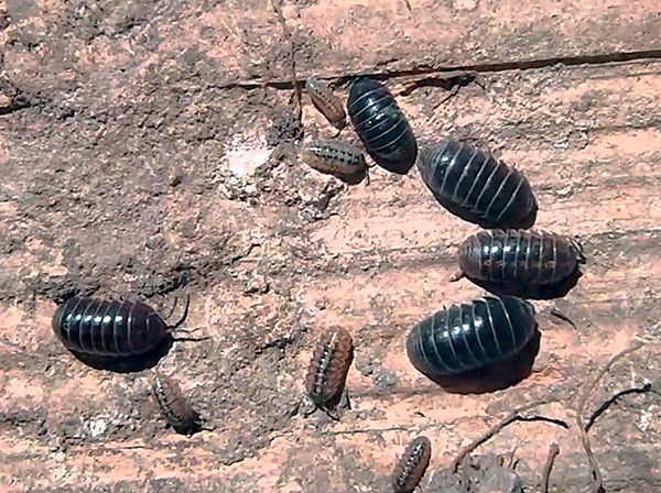 L'aspect caractéristique des boucliers sur le dos des cloportes ressemble à l'armure des tatous ...