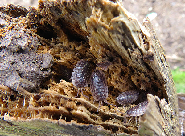 Bien que différents types de poux de bois puissent différer légèrement, en général, ils sont assez similaires les uns aux autres.