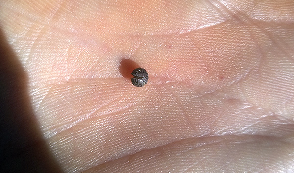 En cas de danger, le cloporte commun a tendance à se recroqueviller en boule.