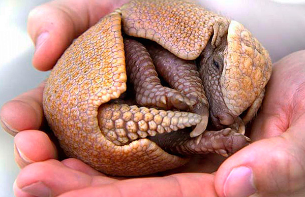 Et voici, en fait, un tatou ...