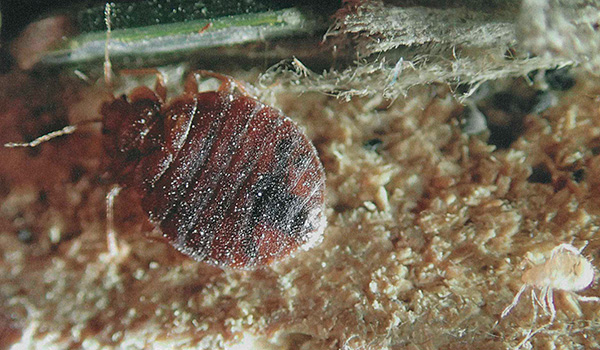 Il faut traiter avec Ecokiller, en premier lieu, les lieux d'accumulation et de déplacement éventuel des insectes.