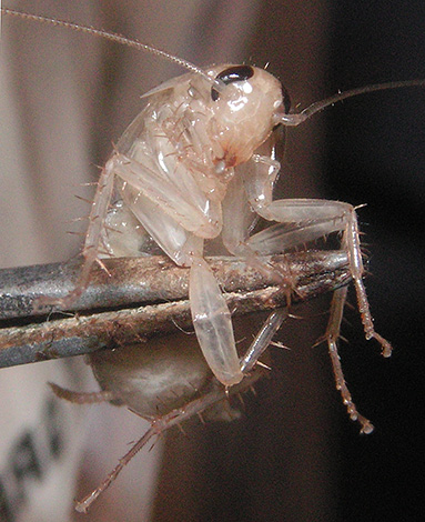 En raison du manque de pigments dans la cuticule, les blattes blanches apparaissent presque transparentes.