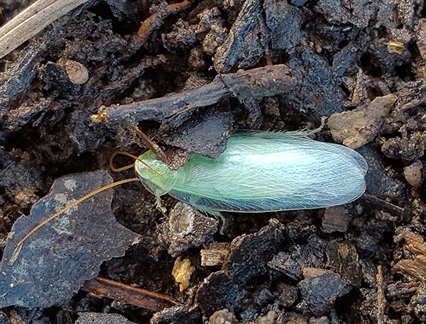 Sur la photo - un cafard à la banane