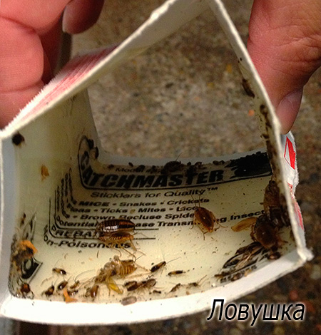 Les pièges à colle sont également utiles.