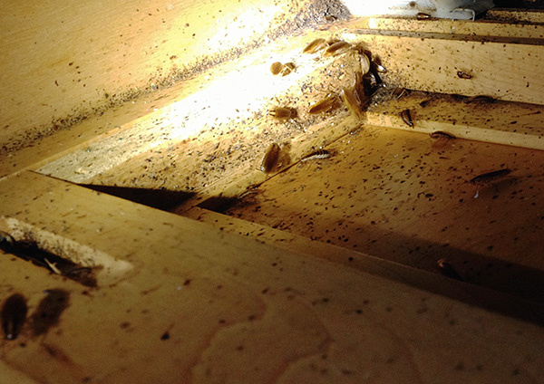 S'il y a beaucoup de cafards dans la pièce, un nouveau traitement peut être nécessaire.