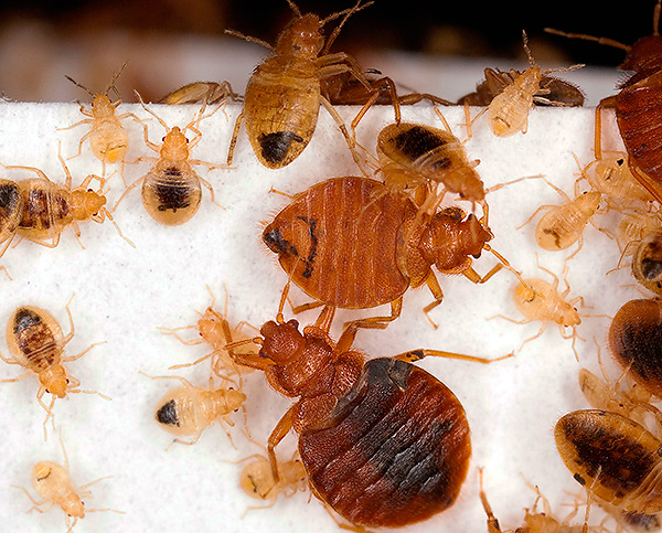 Considérez un certain nombre de méthodes qui aident vraiment à détruire complètement les punaises de lit dans un appartement ...