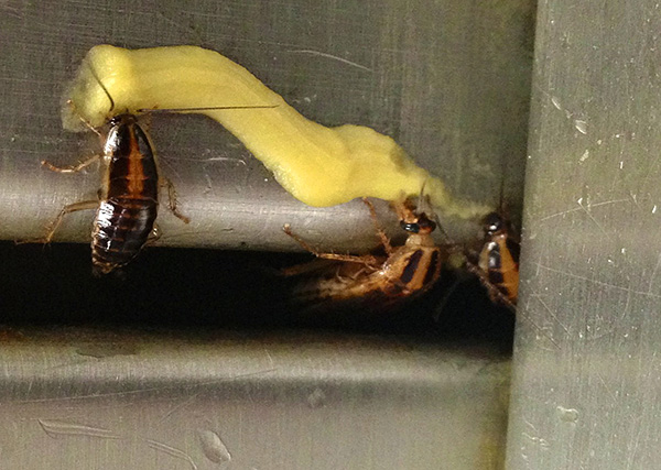 Les gels insecticides ont commencé à être utilisés activement dans les années 90, présentant un certain nombre d'avantages importants par rapport aux autres remèdes contre les cafards.