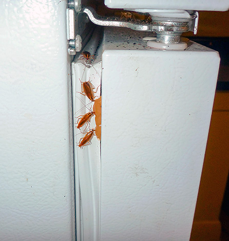 Lorsque vous travaillez avec des gels insecticides, il est important de suivre les précautions de sécurité de base.