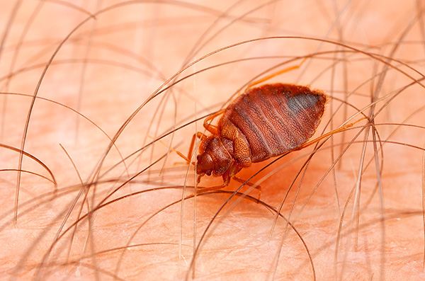 Pour réussir à se débarrasser des punaises de lit dans la maison, il est important non seulement d'utiliser un remède très efficace, mais également de prendre en compte un certain nombre de nuances ...