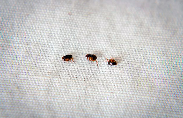 Après avoir trouvé des parasites dans la maison, vous devez vous en débarrasser immédiatement ...