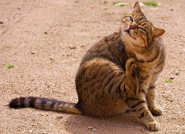 Il est d'usage de penser que les puces n'apparaissent que dans les appartements où sont gardés des animaux domestiques, mais en réalité, l'infection des locaux par des parasites peut survenir pour d'autres raisons.