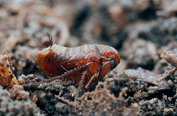 Une raison typique de l'apparition des puces dans les appartements est la capacité des parasites à se déplacer de manière autonome sur des distances plus ou moins importantes.