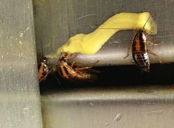 N'oubliez pas que les insecticides qui composent les gels anti-cafards sont dans une certaine mesure toxiques pour l'homme, ainsi que pour les animaux domestiques.