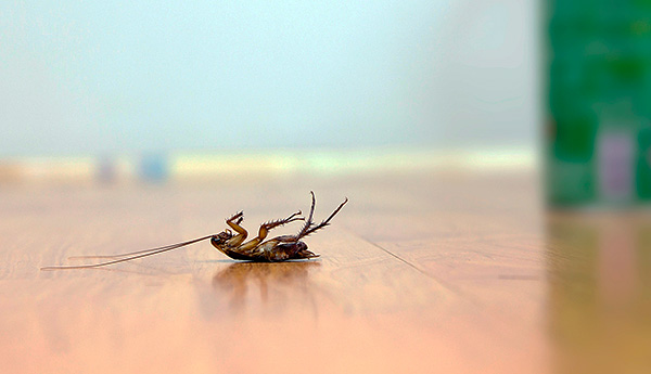 Les animaux domestiques ne devraient pas être autorisés à manger des cafards empoisonnés...