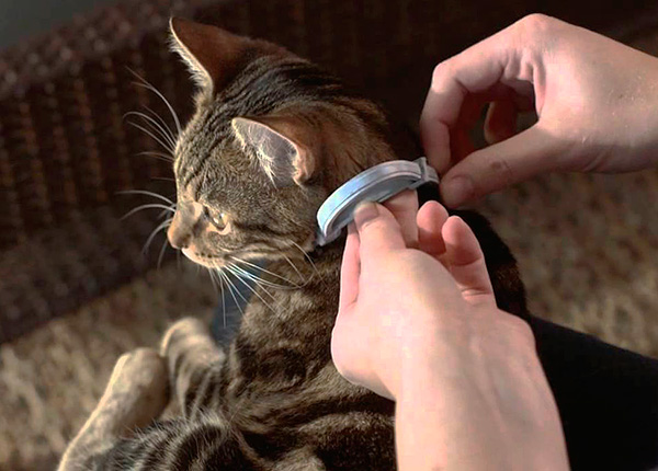 Pour la protection préventive d'un chat ou d'un chien contre les puces, il est utile d'utiliser un collier anti-puces.