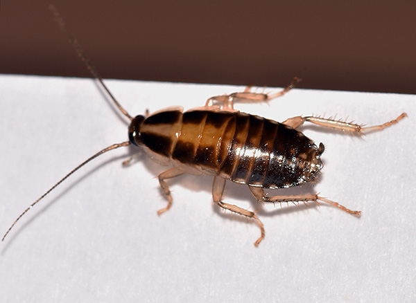 Lors du traitement avec des poussières, l'attention principale doit être portée sur les lieux d'accumulation et de mouvement des cafards.