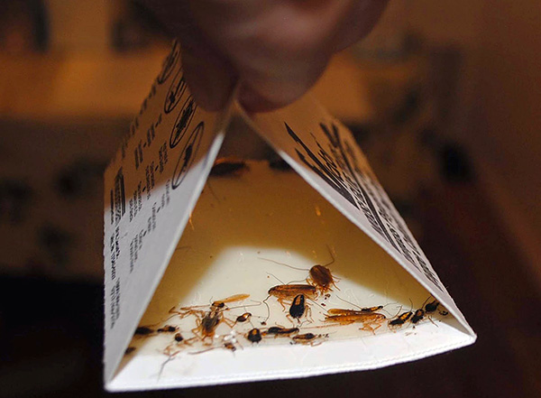 Il est utile de combiner l'utilisation de poussières avec l'utilisation de pièges à colle.