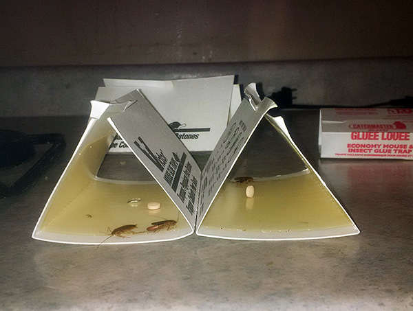 Comme remède supplémentaire contre les cafards, les spécialistes de la lutte antiparasitaire utilisent parfois des pièges collants.