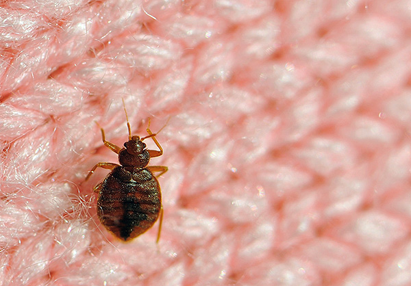 En général, on peut noter qu'avec une utilisation appropriée, Agran est tout à fait capable de détruire toute la population de parasites de la maison.