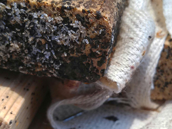 Oeufs de punaises de lit au bout d'une planche de bois