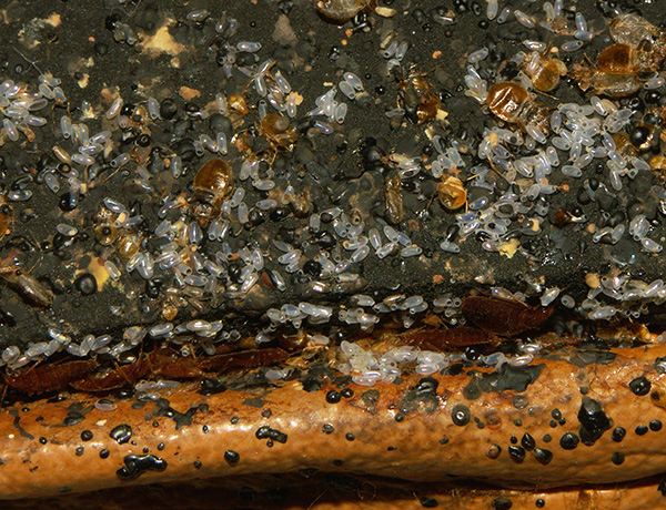 Il faut comprendre qu'Agran n'est pas capable de détruire tous les œufs de punaises de lit dans la pièce, et les larves commenceront à en éclore dans tous les cas.