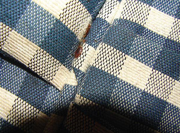 Sachez que les punaises de lit peuvent se cacher dans la literie, les tapis et les vêtements.