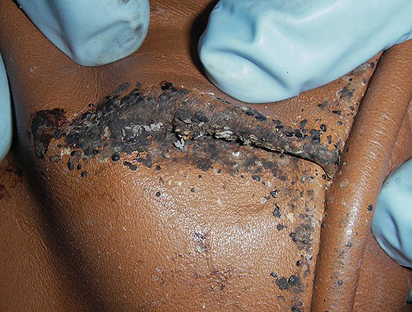 Oeufs de punaises de lit