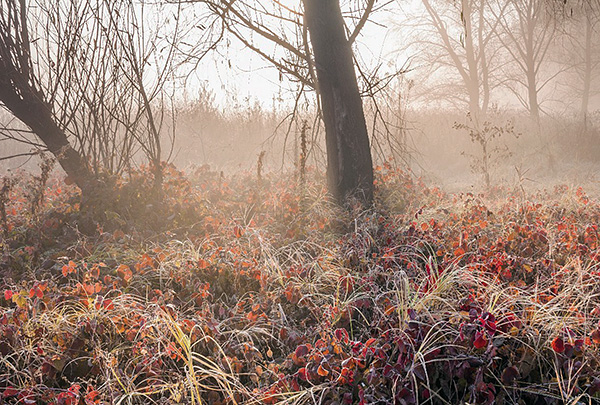 Les tiques peuvent hiverner à la fois dans le sol et sous l'écorce des arbres, ainsi que dans les nids d'oiseaux.