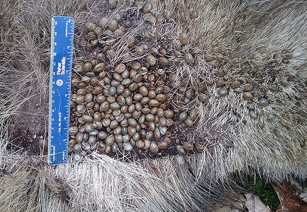 Tiques ivres de sang sur le corps d'un jeune wapiti.