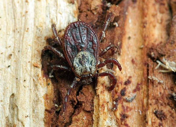 Les ixodidés ne tolèrent pas les fortes gelées et les températures supérieures à 50 degrés Celsius.