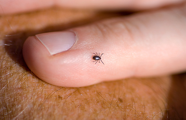 La probabilité de reproduction des tiques dans un appartement est presque nulle.