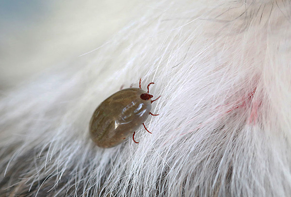 Les tiques ixodides, étant des parasites, se nourrissent exclusivement de sang.