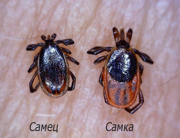 La photo montre un parasite mâle et femelle